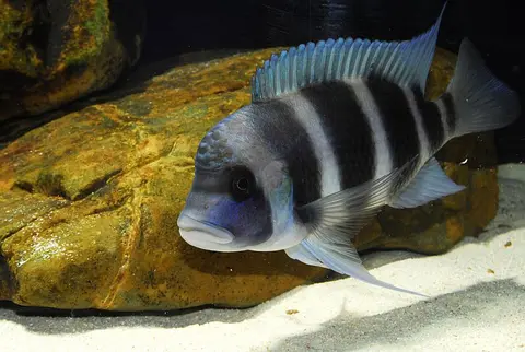 Cyphotilapia gibberosa