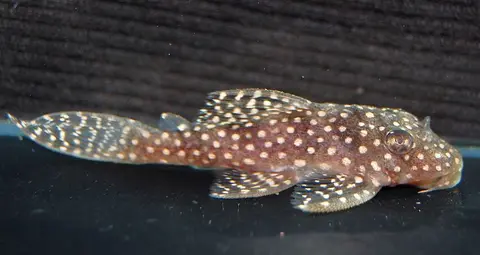 Hypancistrus sp.