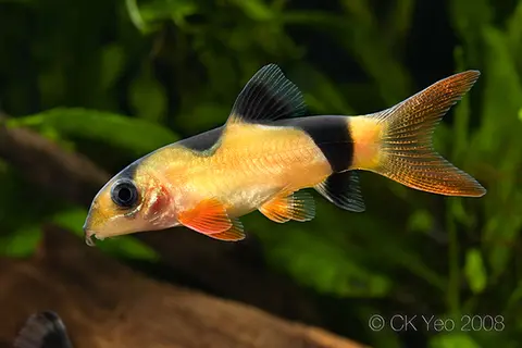 三间鼠