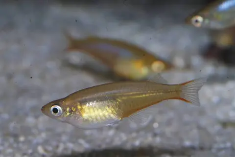 Oryzias wolasi