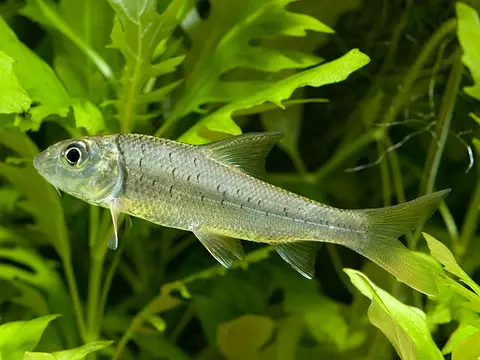 沙昆鲤