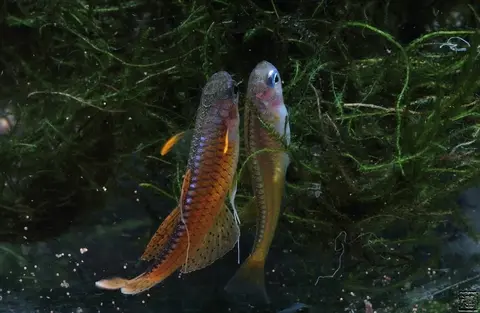 Pseudomugil sp. 'red neon'