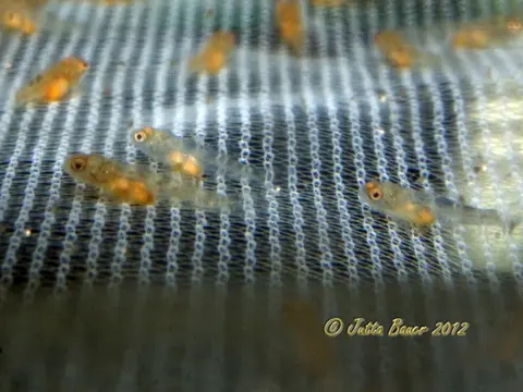 Rhinogobius zhoui