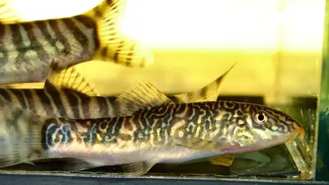 条纹沙鳅