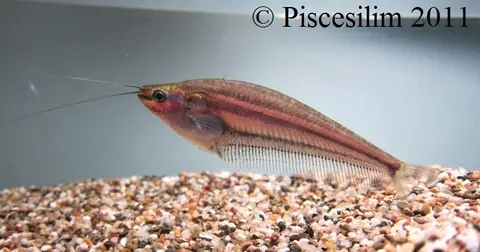 大头缺鳍鲶