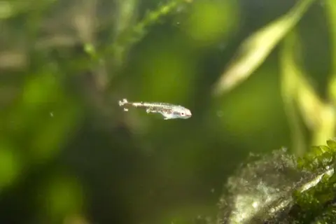Nannostomus mortenthaleri