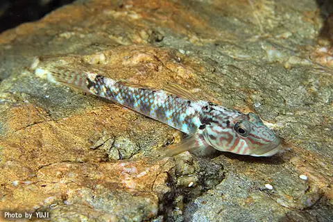Rhinogobius sp. 'CB'