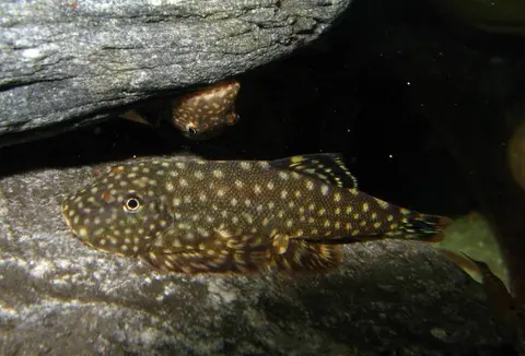 Gastromyzon scitulus