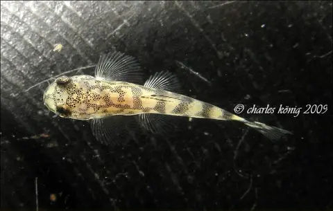 思凡腹吸鳅