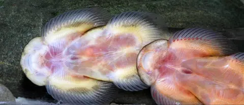 刺臀华吸鳅