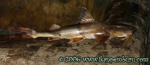 Bagarius rutilus
