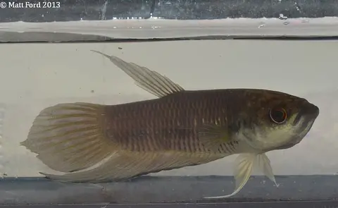 Betta pi