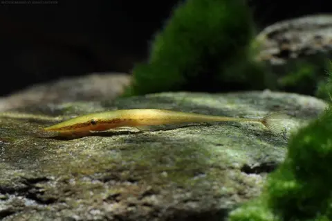 Acestridium dichromum