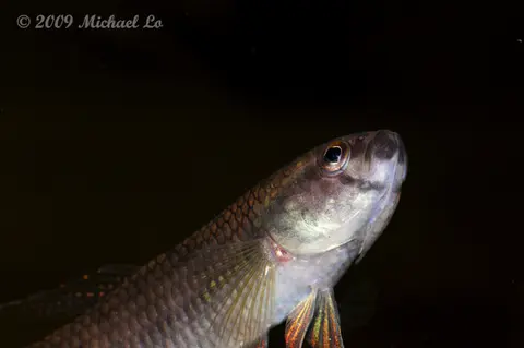 Betta antoni