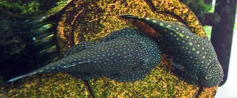 Gastromyzon scitulus