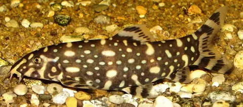 Botia kubotai