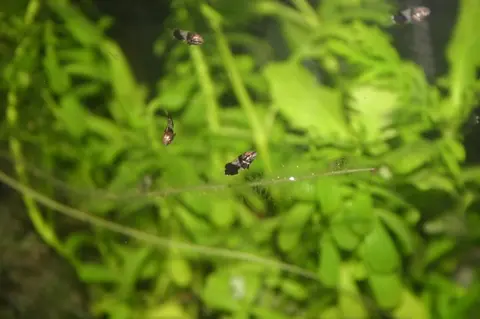 拟篦斗鱼