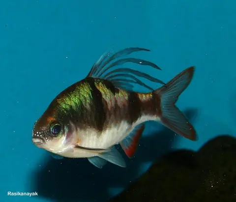 Dawkinsia tambraparniei