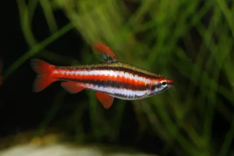 Nannostomus mortenthaleri