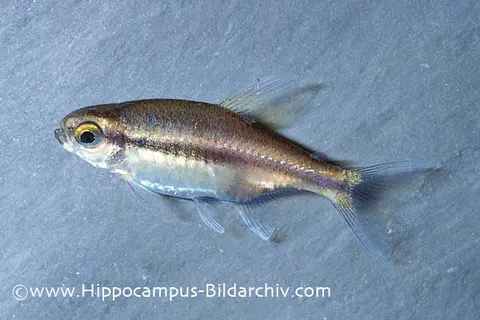 Hyphessobrycon vilmae