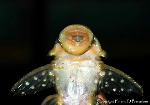 Baryancistrus sp. L142
