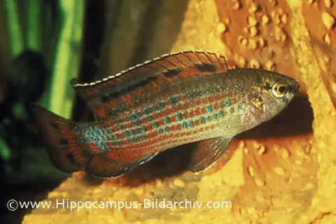 Badis ruber