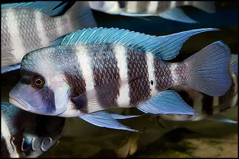 Cyphotilapia gibberosa