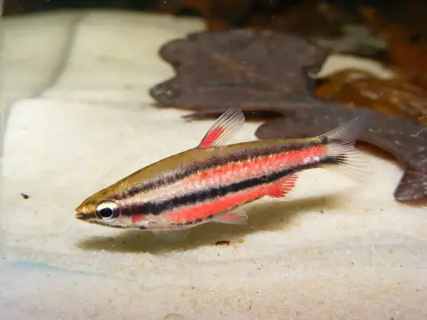 Nannostomus rubrocaudatus