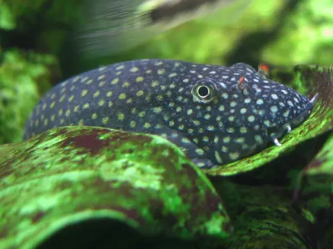 栉头腹吸鳅