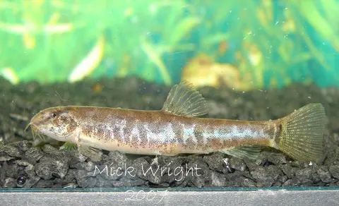 Lepidocephalichthys sp. 'LE1'