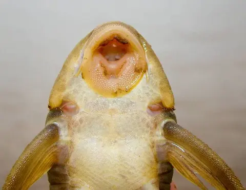 Peckoltia bachi