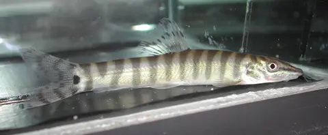 宜昌沙鳅