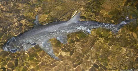 Hydrolycus armatus