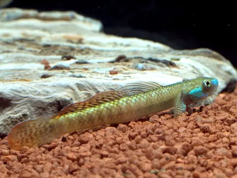 Stiphodon ornatus