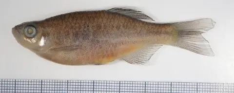 Devario sp. 'giraffe'