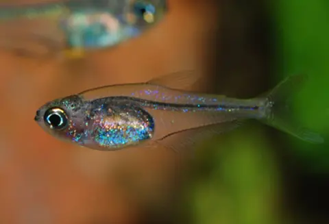 Trochilocharax ornatus