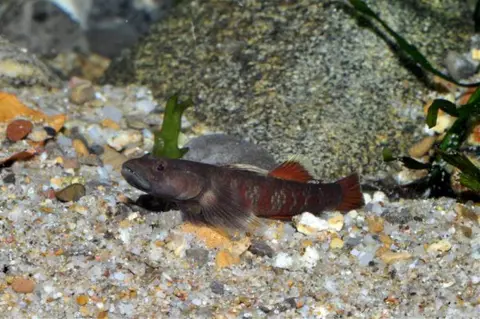 Rhinogobius zhoui