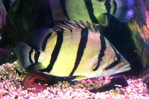泰北虎鱼