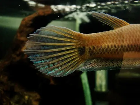 Betta sp. 'Antuta/Bulungan'
