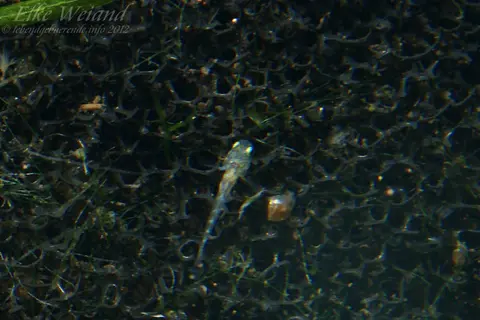 沙漠虾虎