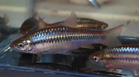 Rasbora cf. dandia
