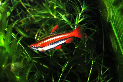 Nannostomus mortenthaleri