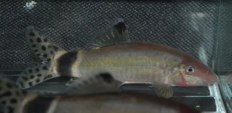 闪光沙鳅