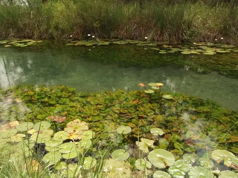 Cualac tessellatus