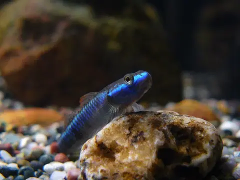 菲律宾枝牙鰕虎鱼