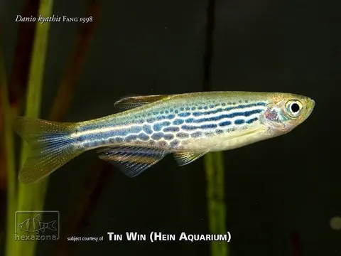 Danio kyathit