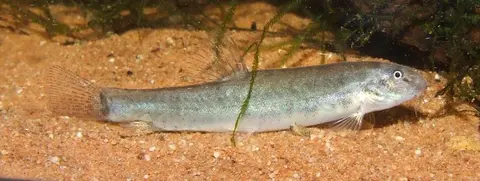 Lepidocephalichthys sp. 'LE1'