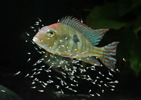 Geophagus sp. 'orange head'
