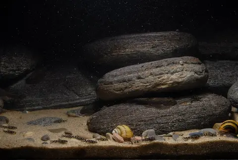 Sewellia sp. 'SEW01'