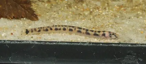 谢氏潘鳅
